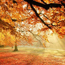 Load image into Gallery viewer, Autumn Glow