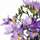 Load image into Gallery viewer, Freesia Lilac
