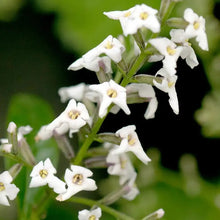 Load image into Gallery viewer, Lemon Verbena