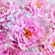 Load image into Gallery viewer, Magnolia Peony