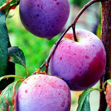 Load image into Gallery viewer, Plum Crazy