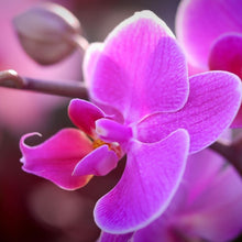 Load image into Gallery viewer, Sea Salt Orchid