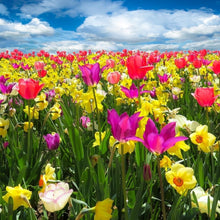 Load image into Gallery viewer, Spring Sampler
