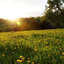 Load image into Gallery viewer, The Meadow Soy Candle