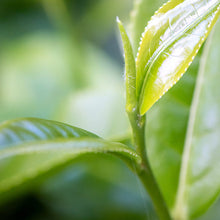 Load image into Gallery viewer, White Tea