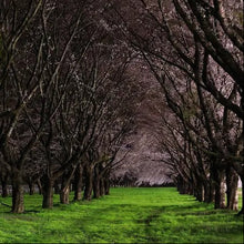 Load image into Gallery viewer, Dark Orchard
