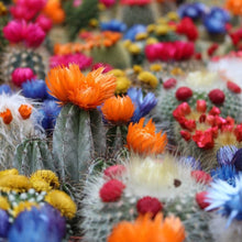 Load image into Gallery viewer, Desert Blossom
