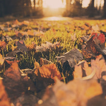 Load image into Gallery viewer, Fall Sampler
