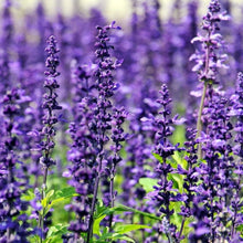 Load image into Gallery viewer, Lavender
