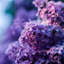 Load image into Gallery viewer, Lilac Soy Candle
