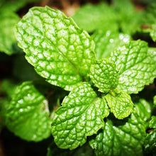 Load image into Gallery viewer, Mint Patch
