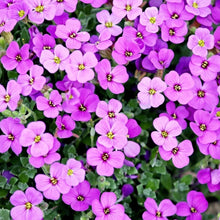 Load image into Gallery viewer, Sweet Violet
