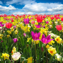 Load image into Gallery viewer, Tulip Fields
